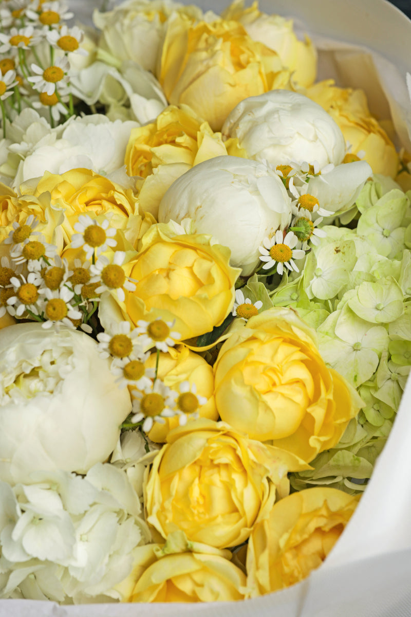 Butter Yellow Harmony